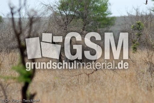 Breitmaulnashorn (3 von 28).jpg